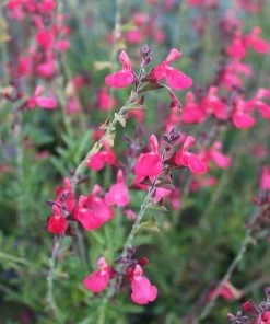 FlowerKisser® Coral-Pink Salvia