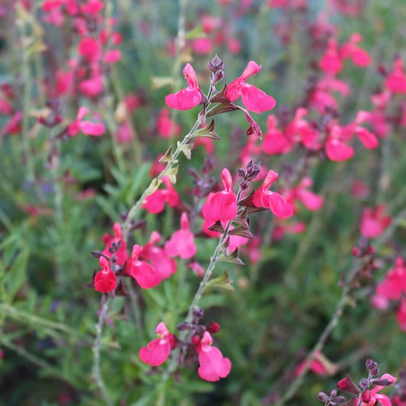 FlowerKisser® Coral-Pink Salvia 3 FlowerKisser® Coral-Pink Salvia