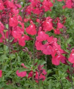 FlowerKisser® Coral-Pink Salvia 7 FlowerKisser® Coral-Pink Salvia -Outdoor Garden Care Shop salvia greggii wwg3flowerkisser coral pink sage