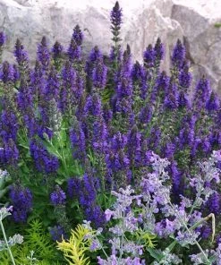 My Soil Is Like A Brick Collection -Outdoor Garden Care Shop salvia marcus emmis oure flowers