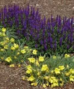 Little Night Salvia 7 Little Night Salvia -Outdoor Garden Care Shop salvia nemerosa little night oenothera shimmer