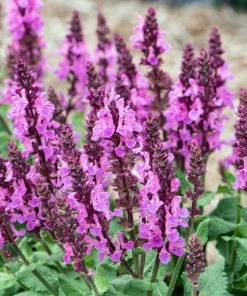 Rose Marvel Salvia