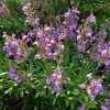 Dwarf Common Sage (Salvia) 2 Dwarf Common Sage (Salvia) -Outdoor Garden Care Shop salvia officinalis minimus 1