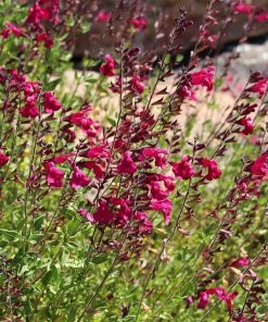 Cold Hardy Rainbow Salvia Collection 15 Cold Hardy Rainbow Salvia Collection -Outdoor Garden Care Shop salvia raspberry delight bush sage