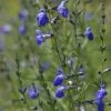 Autumn Sapphire™ Salvia 2 Autumn Sapphire™ Salvia -Outdoor Garden Care Shop salvia reptans autumn sapphire brooke colburn cropped
