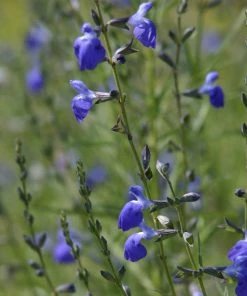 Autumn Sapphire™ Salvia