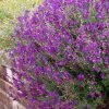 Ultra Violet Salvia -Outdoor Garden Care Shop salvia ultra violet over wall purple 1
