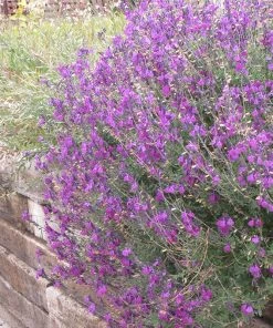 Container Garden For Full Sun 10 Container Garden For Full Sun -Outdoor Garden Care Shop salvia ultra violet over wall 1