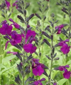 FlowerKisser® Dark Shadows Salvia -Outdoor Garden Care Shop salvia x wwg01 flowerkisser dark shadows