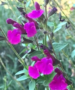 FlowerKisser® Royal Rose Salvia