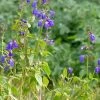 Deep Blue Arizona Salvia -Outdoor Garden Care Shop salvia arizonica deep blue 2 web