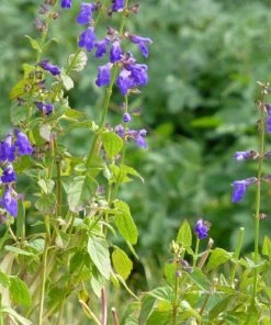 Deep Blue Arizona Salvia