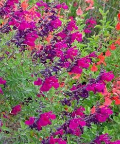 Burgundy Seduction Salvia
