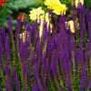 Caradonna Salvia 2 Caradonna Salvia -Outdoor Garden Care Shop salvia caradonna cropped