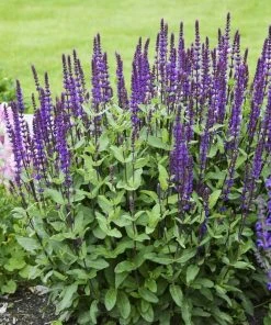 Caradonna Salvia -Outdoor Garden Care Shop salvia caradonna walters gardens 3 cropped