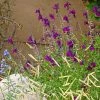 FlowerKisser® Dark Shadows Salvia -Outdoor Garden Care Shop salvia dark shadows bouteloua blonde ambition cc cropped