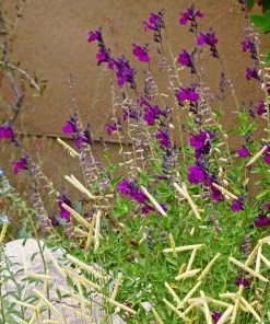 FlowerKisser® Dark Shadows Salvia