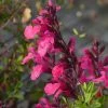 Cold Hardy Pink Texas Salvia 2 Cold Hardy Pink Texas Salvia -Outdoor Garden Care Shop salvia greggii cold hardy pink