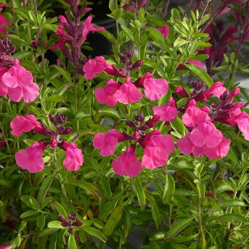 Cold Hardy Pink Texas Salvia 4 Cold Hardy Pink Texas Salvia - Image 2