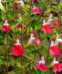 Hot Lips Salvia