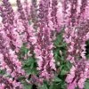 Lyrical™ Rose Salvia -Outdoor Garden Care Shop salvia nemorosa balyricose