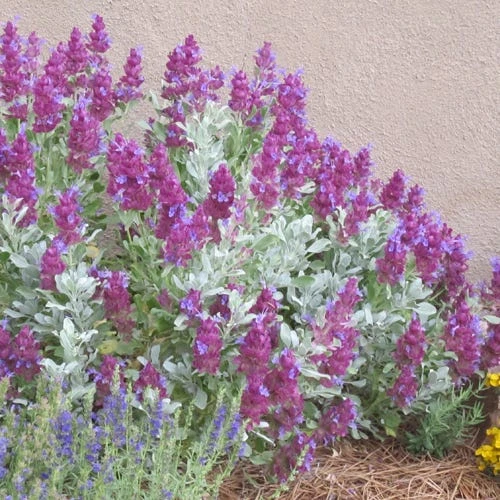 Mulberry Flambe Purple Salvia 3 Mulberry Flambe Purple Salvia