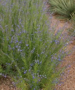 Autumn Sapphire™ Salvia -Outdoor Garden Care Shop salvia reptans autumn sapphire brooke colburn 1 actually cropped