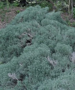 Gray Santolina -Outdoor Garden Care Shop santolina chamaecyparissus gray santolina spring