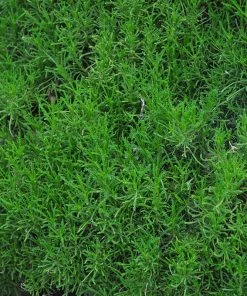 Green Santolina 8 Green Santolina -Outdoor Garden Care Shop santolina rosmarinifolia green santolina spring foliage