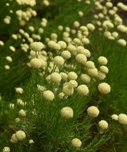 Green Santolina 9 Green Santolina -Outdoor Garden Care Shop santolina rosmarinifolia green santolina summer cream flowers