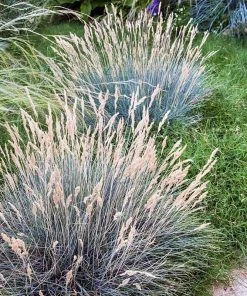 Boulder Blue Fescue Grass