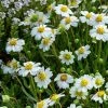 Blackfoot Daisy (Melampodium) 2 Blackfoot Daisy (Melampodium) -Outdoor Garden Care Shop saxon holt melampodium leucanthemum