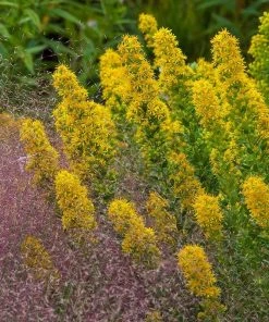 Golden Torch Goldenrod (Wichita Mountains Solidago) 7 Golden Torch Goldenrod (Wichita Mountains Solidago) -Outdoor Garden Care Shop saxon holt muhlenbergia reverchonii with solidago wichita mtns