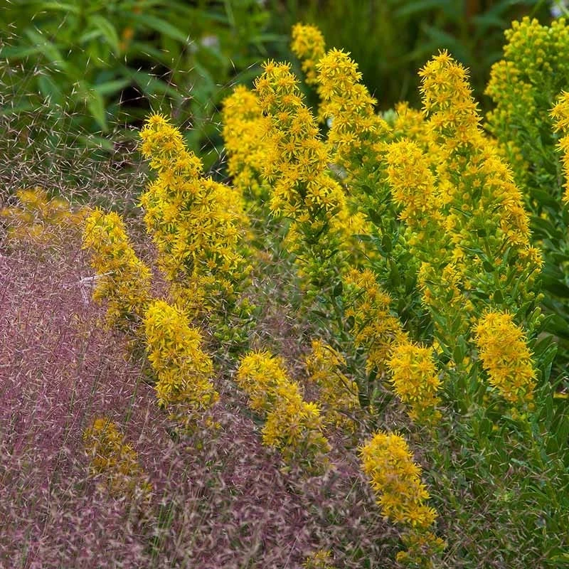 Golden Torch Goldenrod (Wichita Mountains Solidago) 5 Golden Torch Goldenrod (Wichita Mountains Solidago) - Image 3