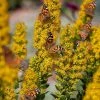Golden Torch Goldenrod (Wichita Mountains Solidago) -Outdoor Garden Care Shop saxon holt painted lady with solidago wichita mountains