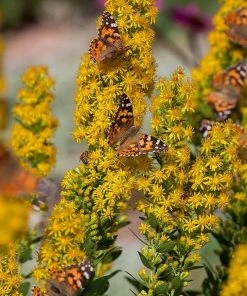 Golden Torch Goldenrod (Wichita Mountains Solidago)