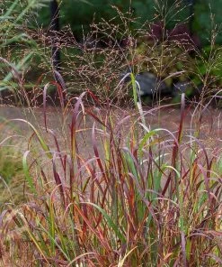 Shenandoah Switch Grass -Outdoor Garden Care Shop saxon holt panicum shenandoah