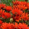 Scarlet Tanager Gazania 2 Scarlet Tanager Gazania -Outdoor Garden Care Shop scarlet tanager african daisy flowercloseup