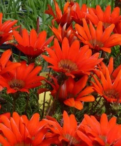 Scarlet Tanager Gazania