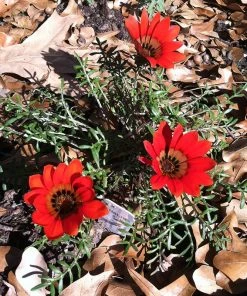 Scarlet Tanager Gazania -Outdoor Garden Care Shop scarlet tanager african daisy ground trio