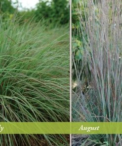 Standing Ovation Little Bluestem Grass -Outdoor Garden Care Shop schizachyrium scop standing ovation july august 1 1