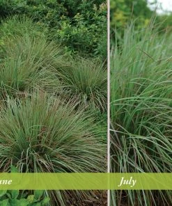 Standing Ovation Little Bluestem Grass -Outdoor Garden Care Shop schizachyrium scop standing ovation june july 1 1