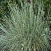 Prairie Blues Little Bluestem Grass -Outdoor Garden Care Shop schizachyrium prairie blues walters gardens cropped