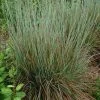 Standing Ovation Little Bluestem Grass 2 Standing Ovation Little Bluestem Grass -Outdoor Garden Care Shop schizachyrium scop standing ovation 1 1