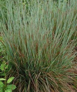 Standing Ovation Little Bluestem Grass
