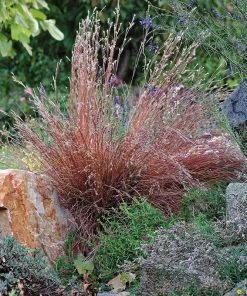 Blaze Little Bluestem Grass 10 Blaze Little Bluestem Grass -Outdoor Garden Care Shop schizachyrium scoparium blaze 1 cropped