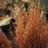 Blaze Little Bluestem Grass -Outdoor Garden Care Shop schizachyrium scoparium blaze 3 cropped 4