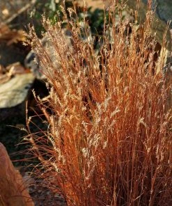 Blaze Little Bluestem Grass