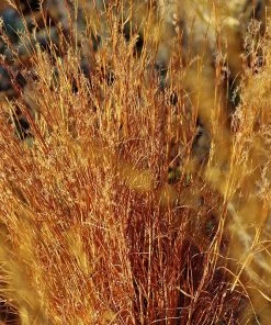 Blaze Little Bluestem Grass 9 Blaze Little Bluestem Grass -Outdoor Garden Care Shop schizachyrium scoparium blaze cropped 2