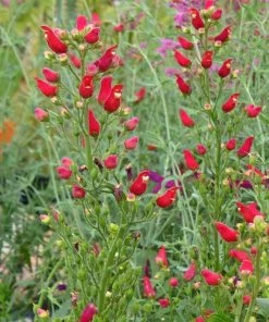 Shady Oasis Container Garden 11 Shady Oasis Container Garden -Outdoor Garden Care Shop scrophularia macrantha red birds in a tree